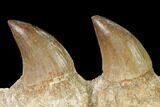 Mosasaur (Halisaurus) Jaw Section with Two Teeth - Morocco #164056-2